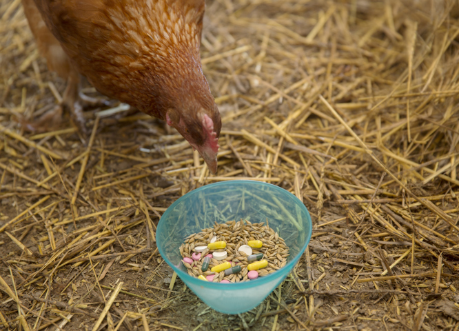 chicken with feed